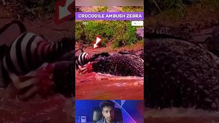 Zebra Ambushed by Crocodile | Terrifying Wildlife Encounter