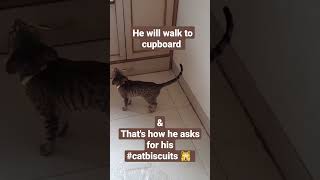 #catlover see my Kitten asking for his #catbiscuits