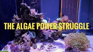 60G Reef: When Algae Attacks!