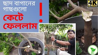 I KILLED My Fruit Plants in Rooftop Garden! Why Did I Do This?  ফল গাছের চারা কেনার সময় সতর্ক থাকুন