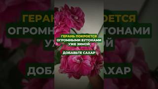 Герань покроется огромными бутонами уже зимой #цветы #сад