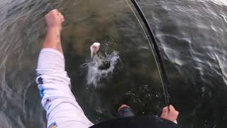 Non Stop Snook Top Water Action with Spook in Sarasota Bay