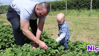 Strawberries Picking At Mill House Farm With Adriaan