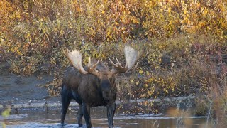 Troy Sessions - Two giant 70 inch moose and a third 60 inch taken on the same 5 day hunt.