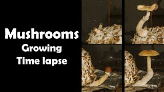 Mushrooms growing - Time lapse [4K]