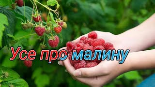 Чи потрібно фрезирувати малину між рядами