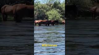 Floating the Salt River (Part 1)  #wildhorses #shorts