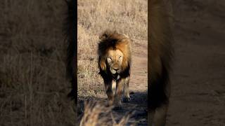 El rey caníbal ☠️🩸 (ZigZag, Mbiri). #lion #nature #shorts #short #viralvideo #shortvideo #animals