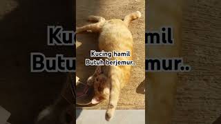 kucing hamil butuh dibelai dan jemur pagi biar sehat debaynya #kucing #kucinglucu #kucingimut