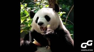 New Awesome Panda Compilation 2020