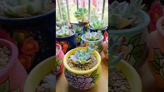 Satisfying Succulent Diy #7