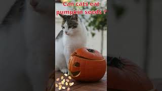 Can cats eat pumpkin seeds ? #shorts #cat #cats #pets #animals #funny #funnycats #cute #cutecat