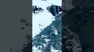 Snow Leopard dangerous hunting #crazy