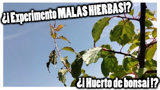 Experimento en el HUERTO de BONSAIS... MALAS HIERBAS... o BUENAS¿?