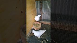 Cute white pigeon pair