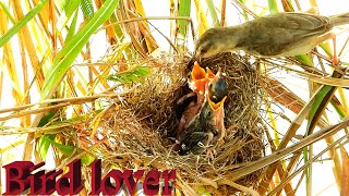 Sparrow feed her babies in the nest near riverbank