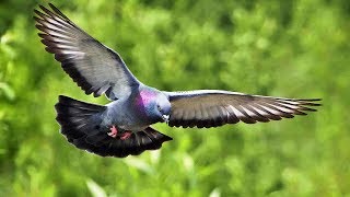 Pigeon-Close-View