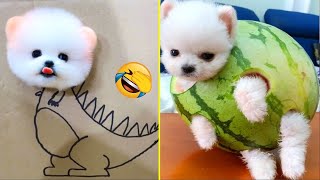 Cute Pomeranian Puppies Doing Funny Things 2024  - Cute and Funny Dogs #8