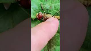 wasp vs dragonfly attack and rescue ⛑️ 😮  #vespa #attack #animals #wildlife #dragonfly #nature