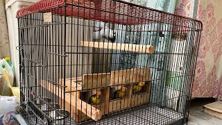 New Bird Cage For My Sun Conure