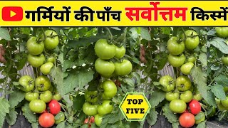 Best Tomato Varieties for Summer | गर्मियो के लिए टमाटर की सर्वोत्तम किस्में | Tomato Farming |