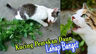 KUCING MAKAN DAUN