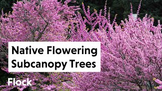 Grow These NATIVE FLOWERING SUB-CANOPY TREES — Ep. 162