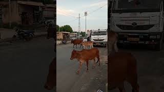 cow rnig Tata Signa truck video || truck video truck driving video #truck #trending #viral #short