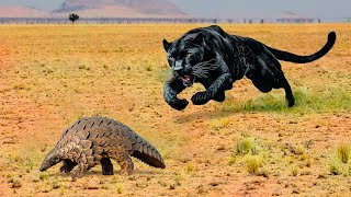 Here's How a Panther Hunts...Amazing Moments Captured on Camera.....