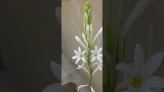 The Fragrant Beauty of Tuberose Flowers in Full Bloom