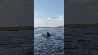 Elephants Playing in the Chobe River - Kasane, Botswana #botswanasafari