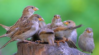 Happy Chirping Day! House Sparrow Victory Celebrations Over the Pigeons [4K]