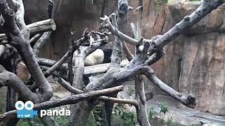 Zoo Cam - Panda Cam Episode 3