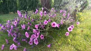 rain and thunder sound for sleeping