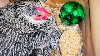 How to make a room for hatching chickens in an Iranian village