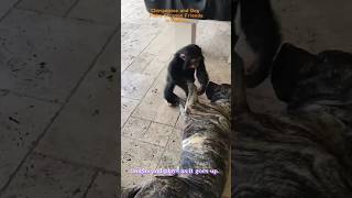 🙉Chimpanzee-dog playtime🐕 #youtube #chimpanzee #dog #shorts