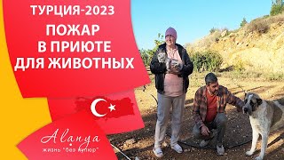 Почему сгорел дом - приют в Газипаше. Домашний приют для животных в Газипаше. Просим о помощи.