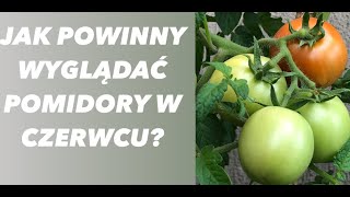 Jak powinny wyglądać pomidory w czerwcu