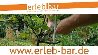 Obstgehölze hegen und pflegen – Weiße Johannisbeere als Spindel im 2. Jahr