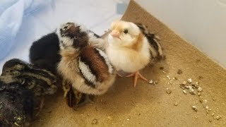 We hatched Chicks!