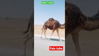 قطيع ابل في تاوزيانت 2023