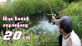 MANCING IKAN BETOK BESAR PANJANG SAMPAI 20 CM