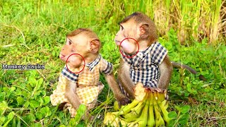 Very Funny!! Both monkey Roma and Lele___look at face they so funny.