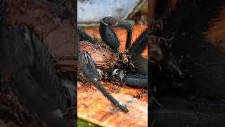 Ants eating dead spider #ants #spider #nature #exotic