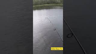 "GIANT BASS" GETS AIR BORN!  #fishing #bassfishing #bigbassenergy #viral