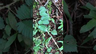 Makahiya #viral #shorts #trending #shortvideo #nature #wild