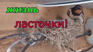 Ласточка высиживает яйца.....