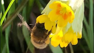 💛 Le Coucou (Primevère officinale) 💛