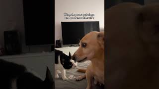 Toujours vérifier avant qu’il part… 🐈‍⬛😂 #couple #couplegoals #lifestyle #viral #shorts