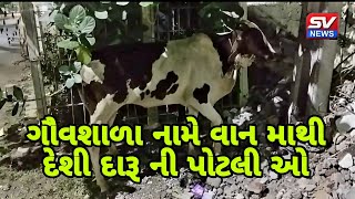 શિવાજી સર્કલથી સરદારનગરના માર્ગ પર વસુંધરા ગૌશાળાના વાહને વાછરડીને અડફેટે લીધી ચાલક નશાની હાલતમા હતો